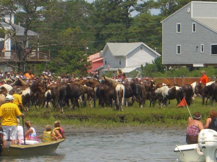 Chincoteague Pony Swim July 2007 075.JPG